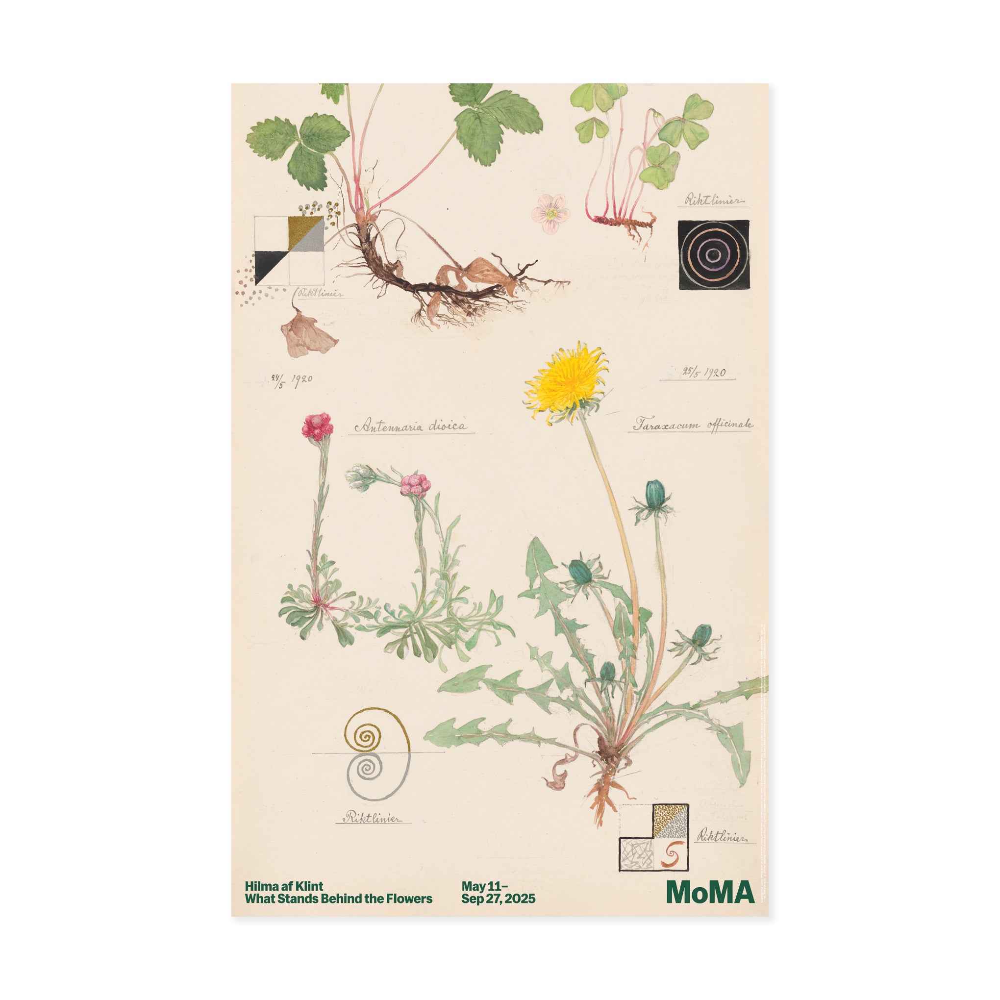 Hilma af Klint Botanical Art Poster 36x24" MoMA Exhibition Print