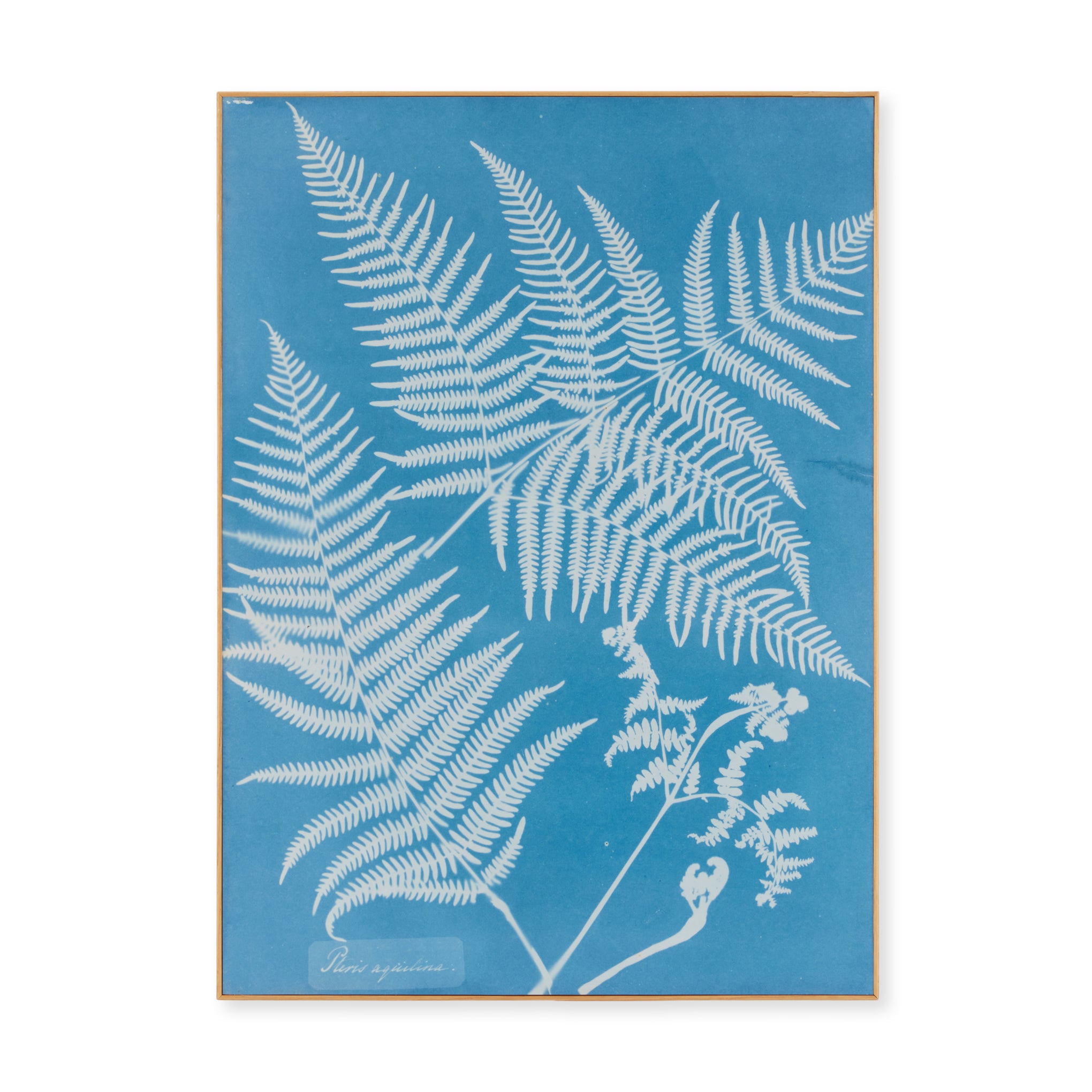 Anna Atkins Cyanotype Pteris Aquilina Framed Botanical Print