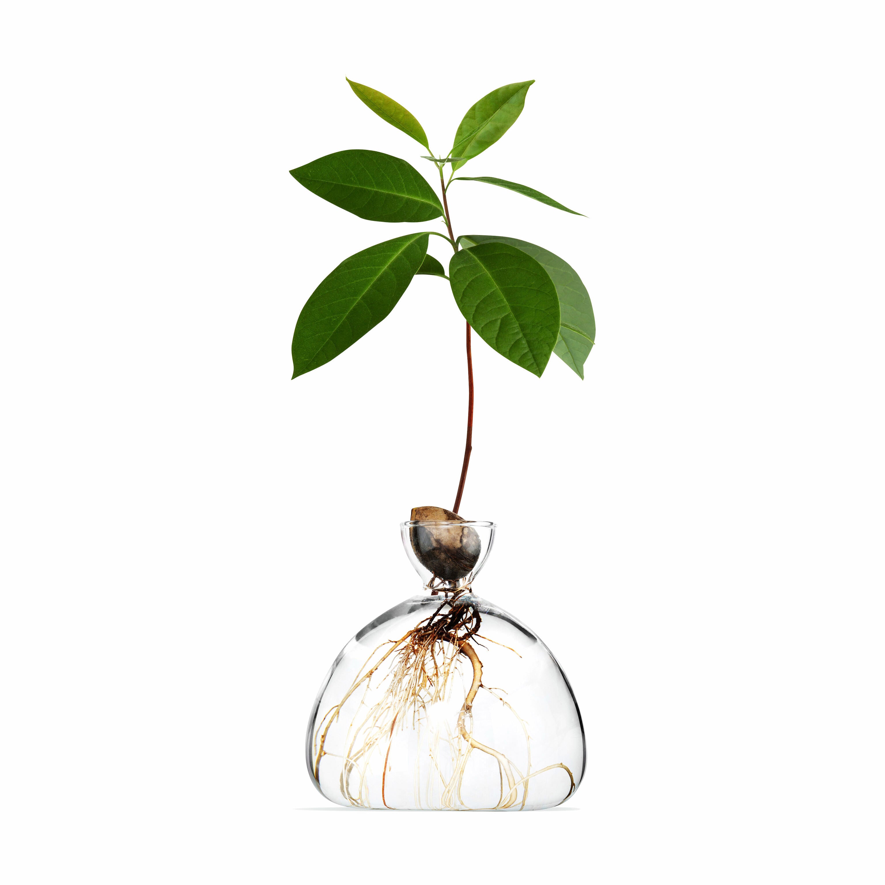 Avocado Glass Vase for Growing Plants - Clear by ILEX Studio