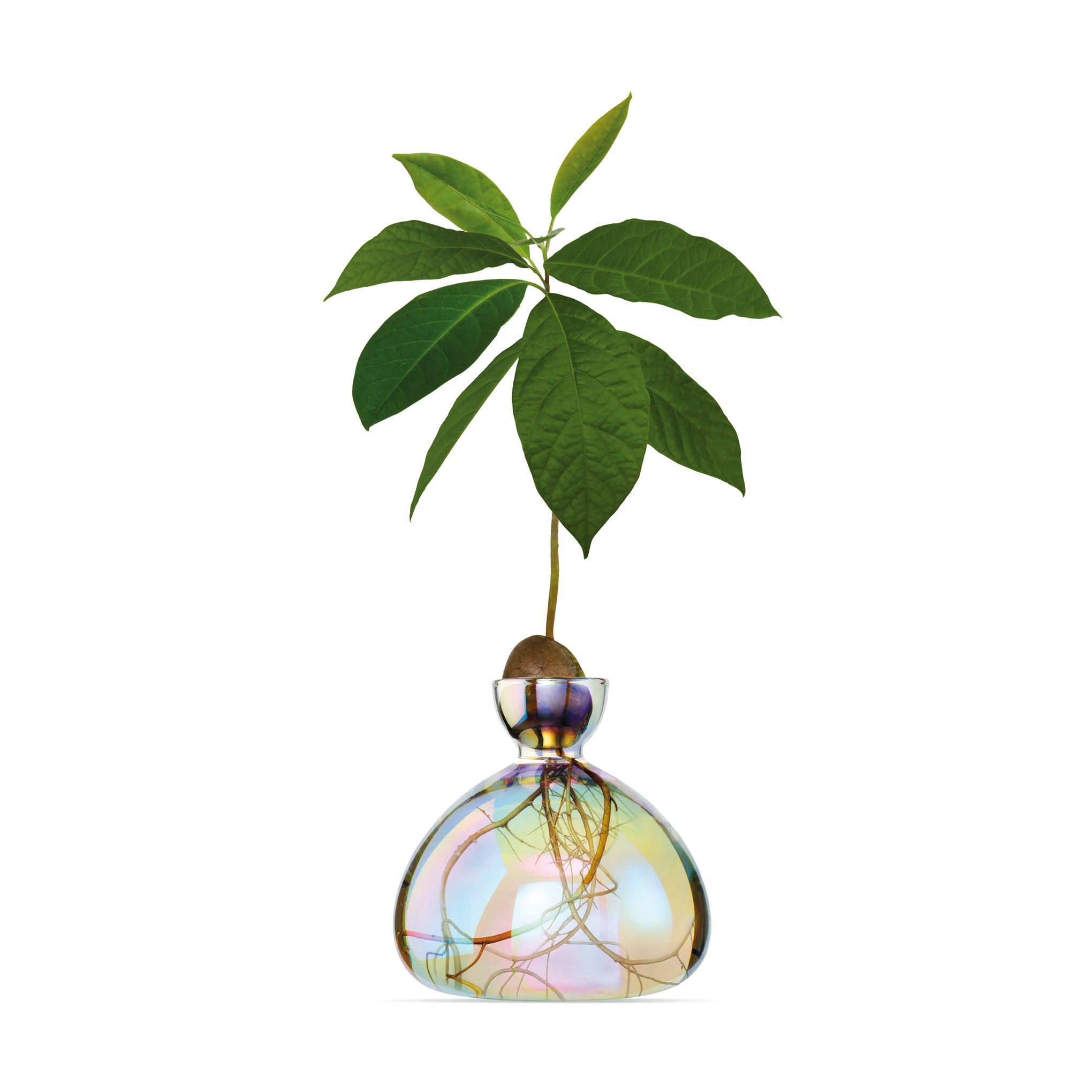 Iridescent Avocado Vase by ILEX Studio - MoMA Exclusive