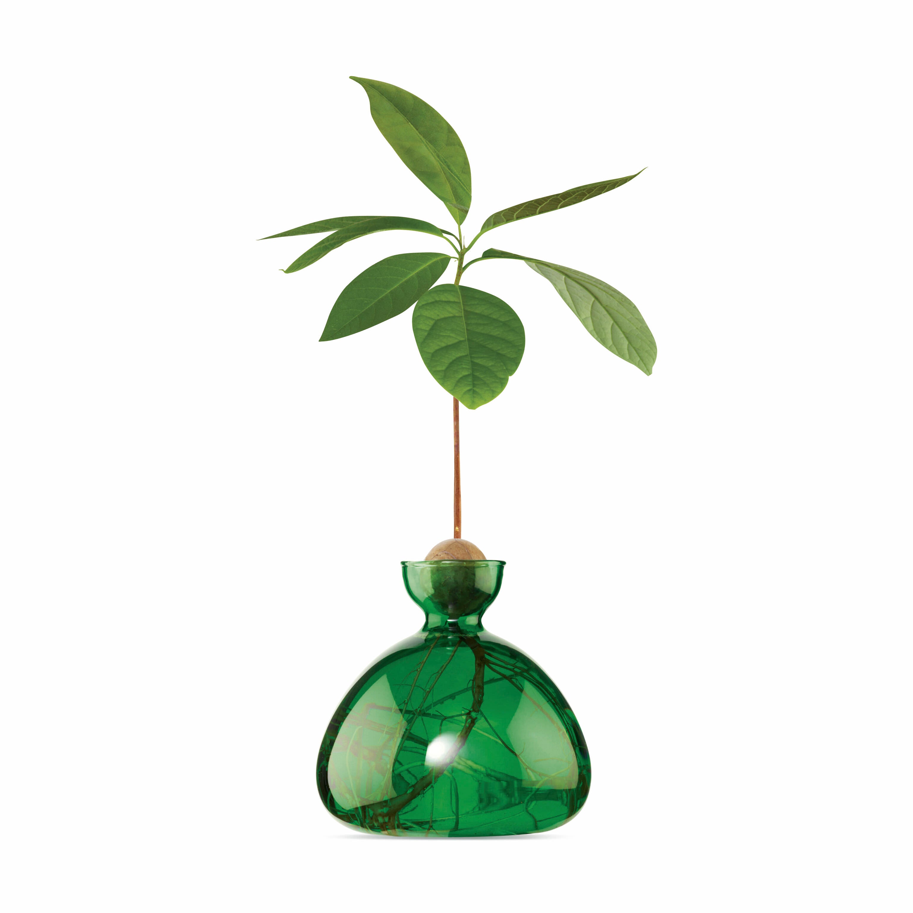 Avocado Glass Vase - Emerald Green for Plant Growth | ILEX Studio