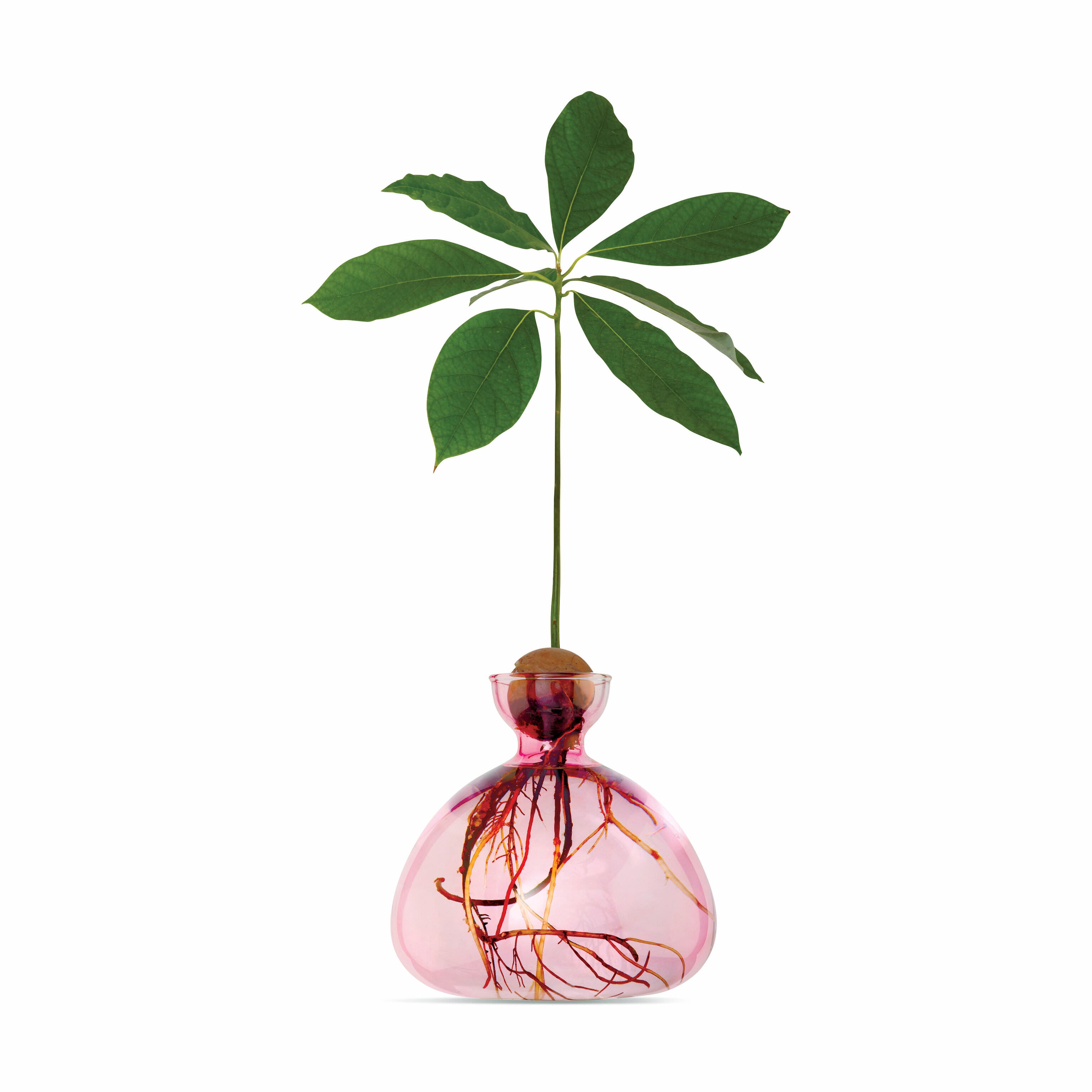 Avocado Glass Vase - Pink MoMA Exclusive for Plant Growth