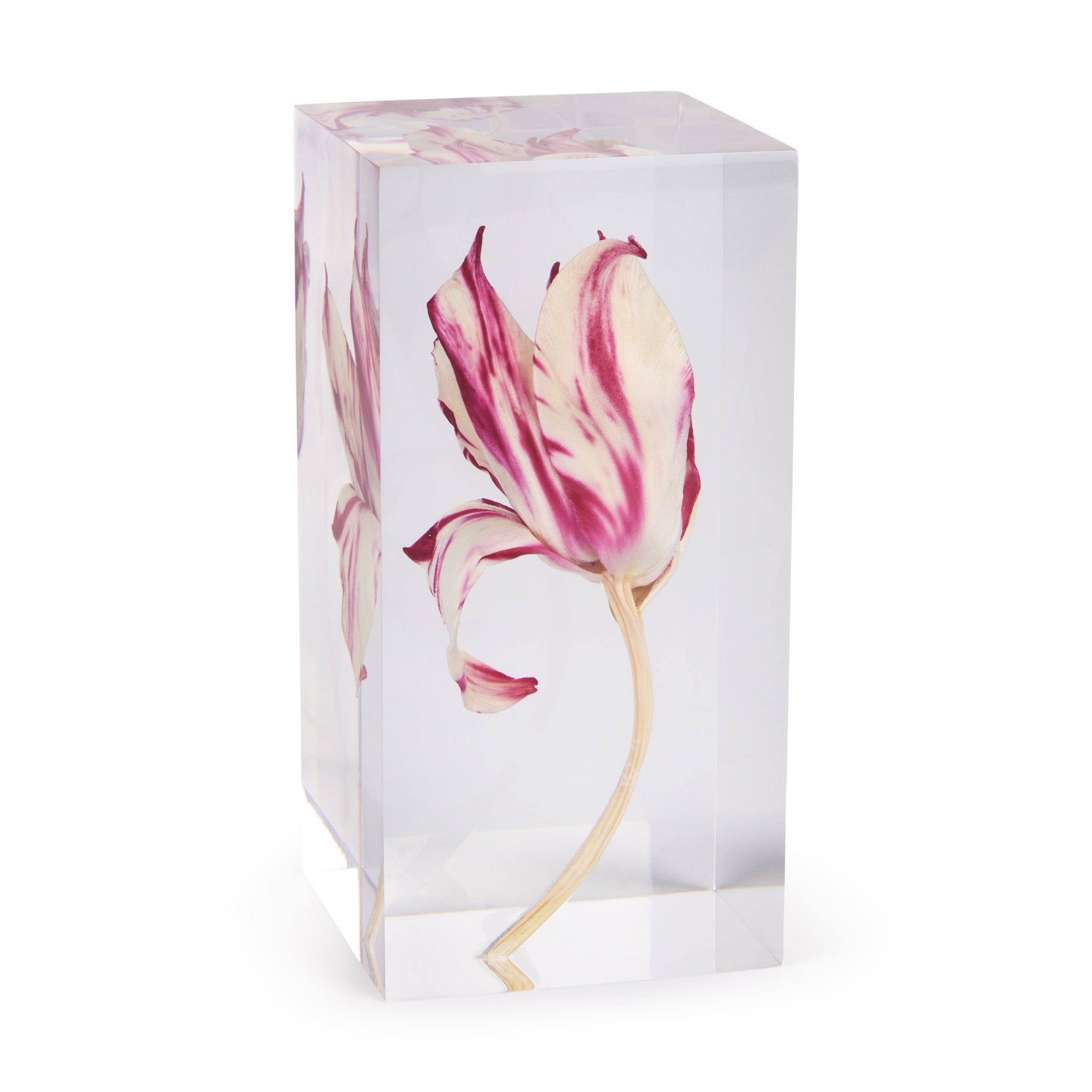 Semper Augustus Tulip Art Sculpture in Acrylic & Resin