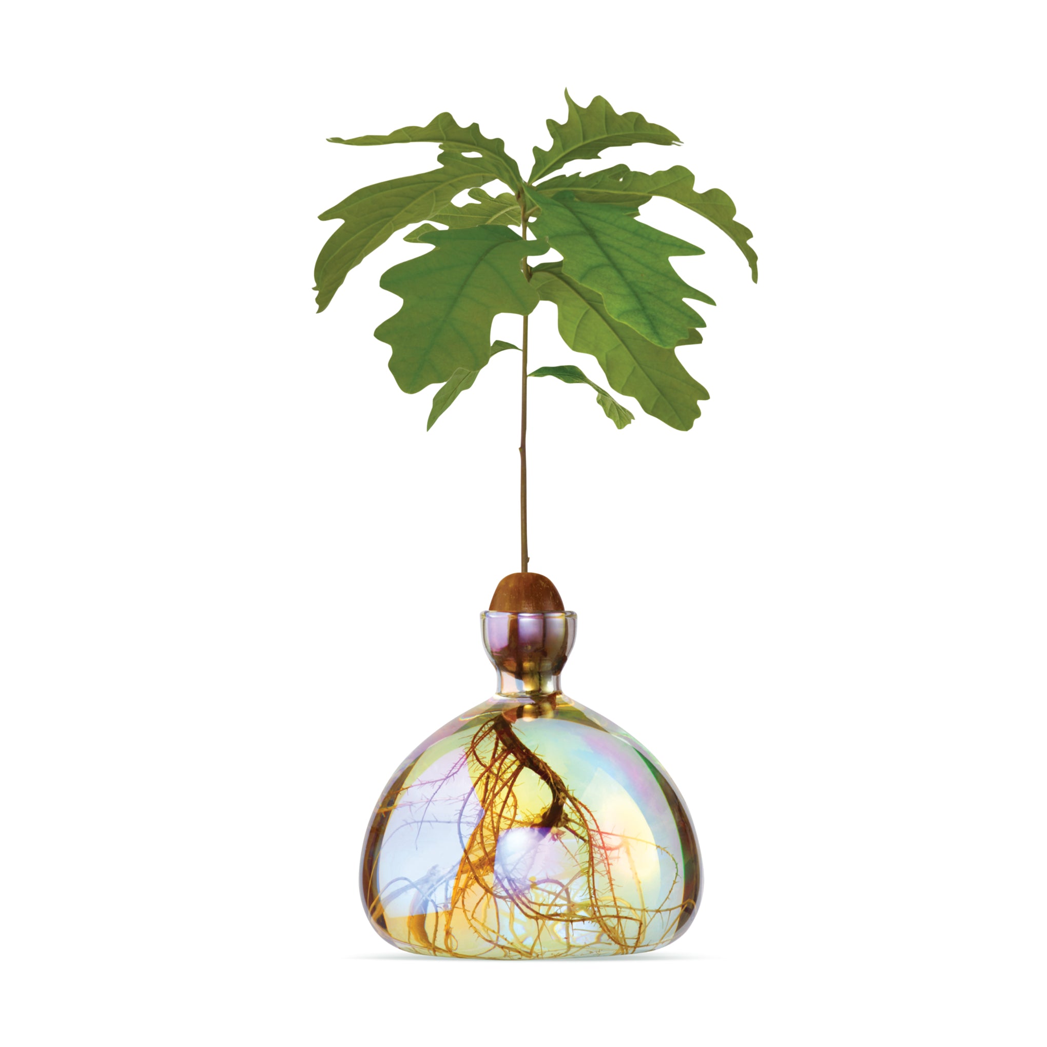 Iridescent Acorn Vase by ILEX Studio - Handmade Glass Decor