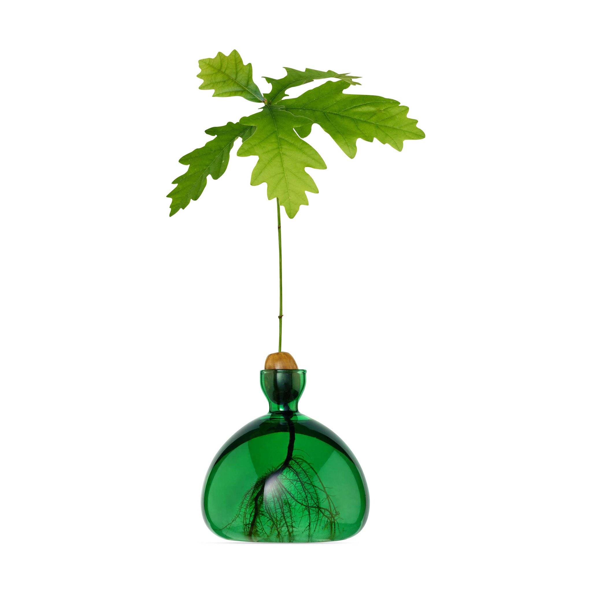 Handcrafted Clear Acorn Glass Vase by ILEX Studio