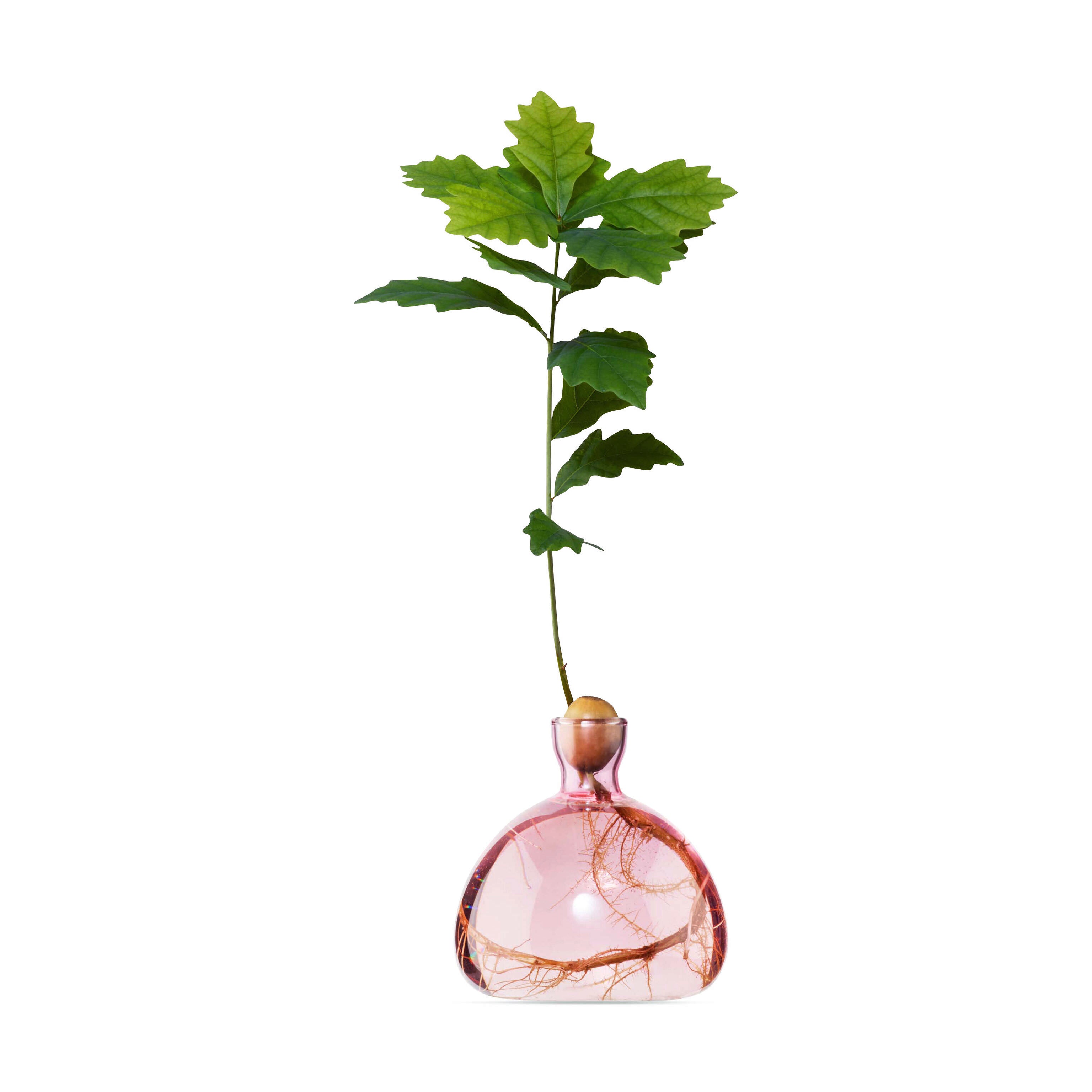 Pink Acorn Glass Vase by ILEX Studio | Handcrafted UK Design