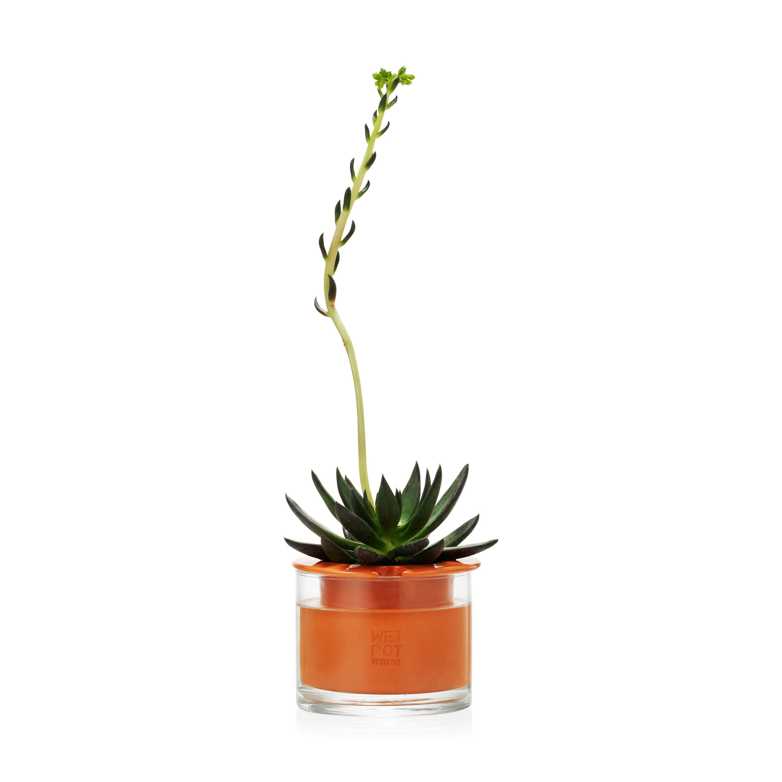 Self-Watering Terracotta Plant Pots - Swedish Wet Pots X-Small