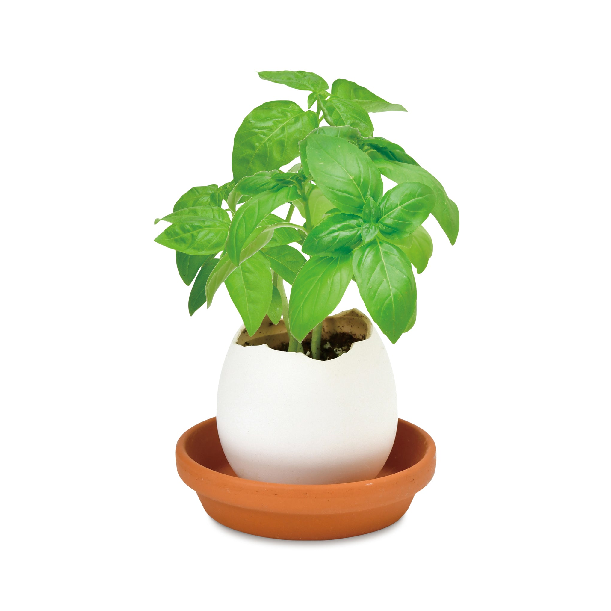 Eggling Basil Crack & Grow Ceramic Planter Kit