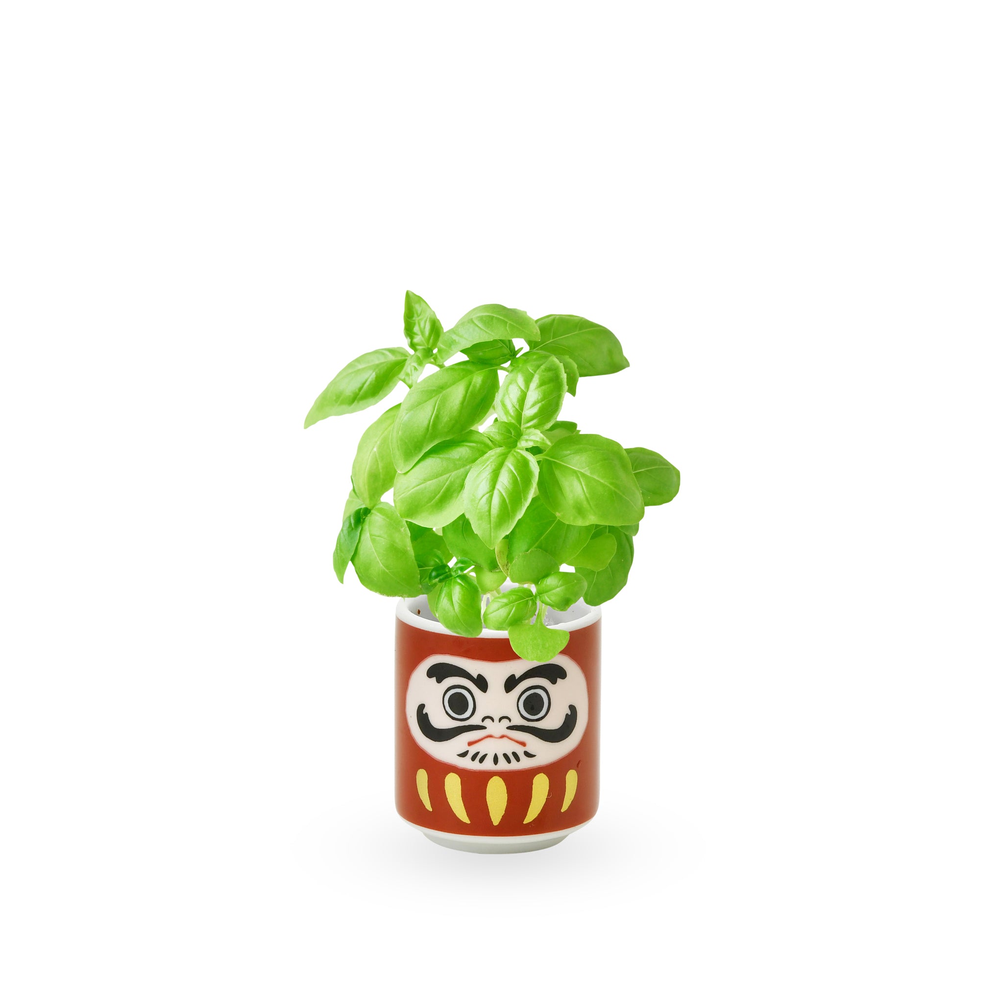 Lucky Daruma Mini Ceramic Planter Kit with Basil Seeds