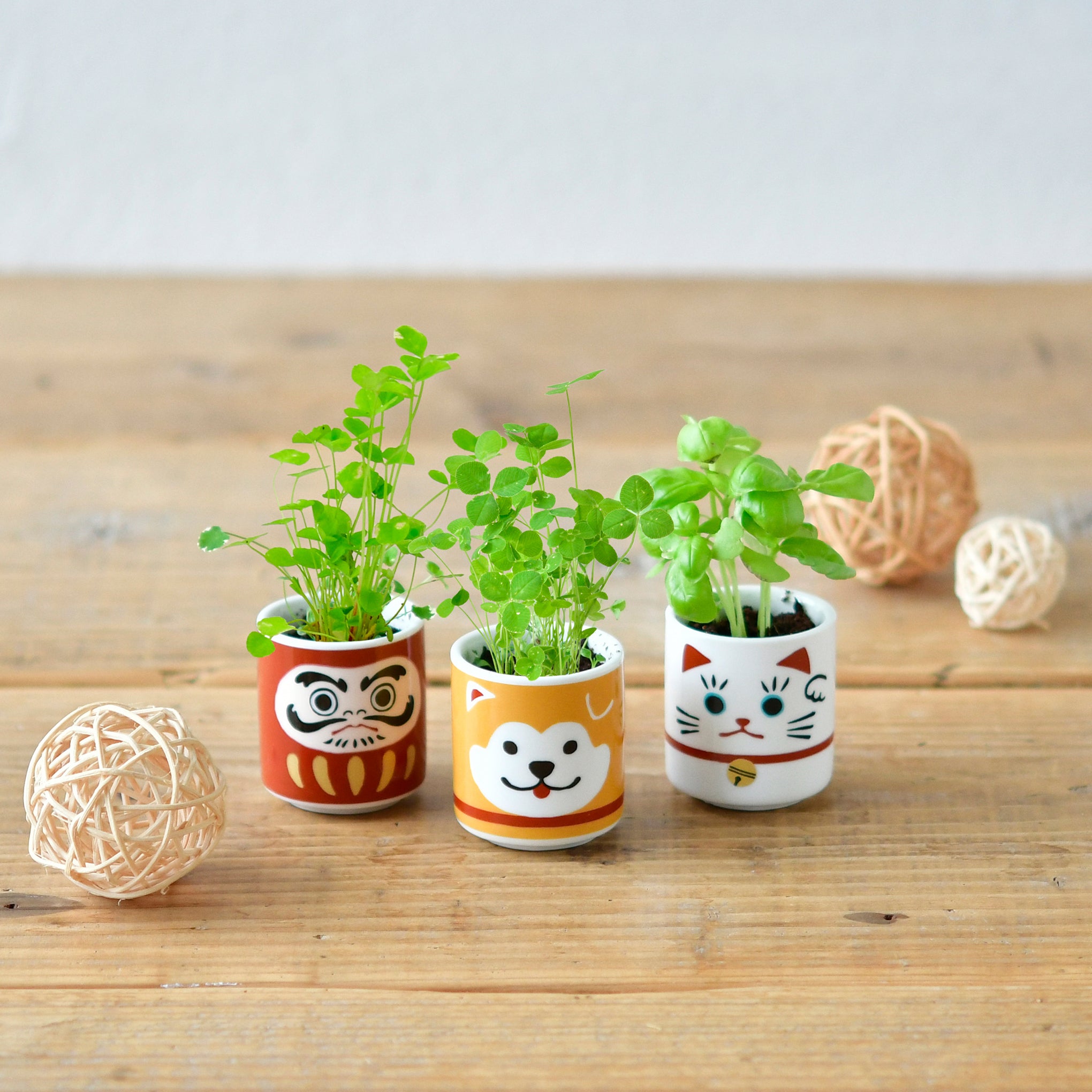 Lucky Daruma Mini Ceramic Planter Kit with Basil Seeds