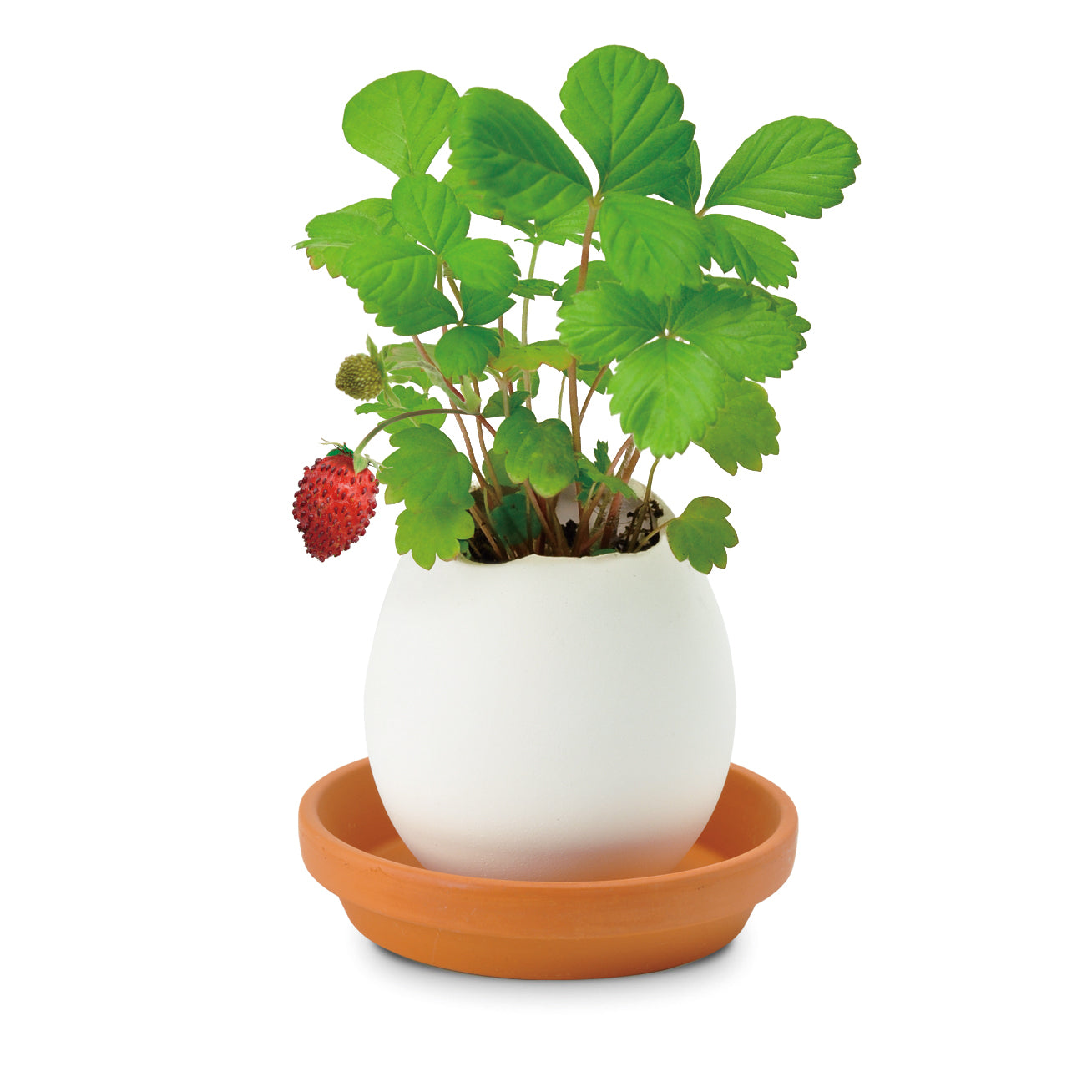 Eggling Strawberry Grow Kit - Crack & Plant Ceramic Planter