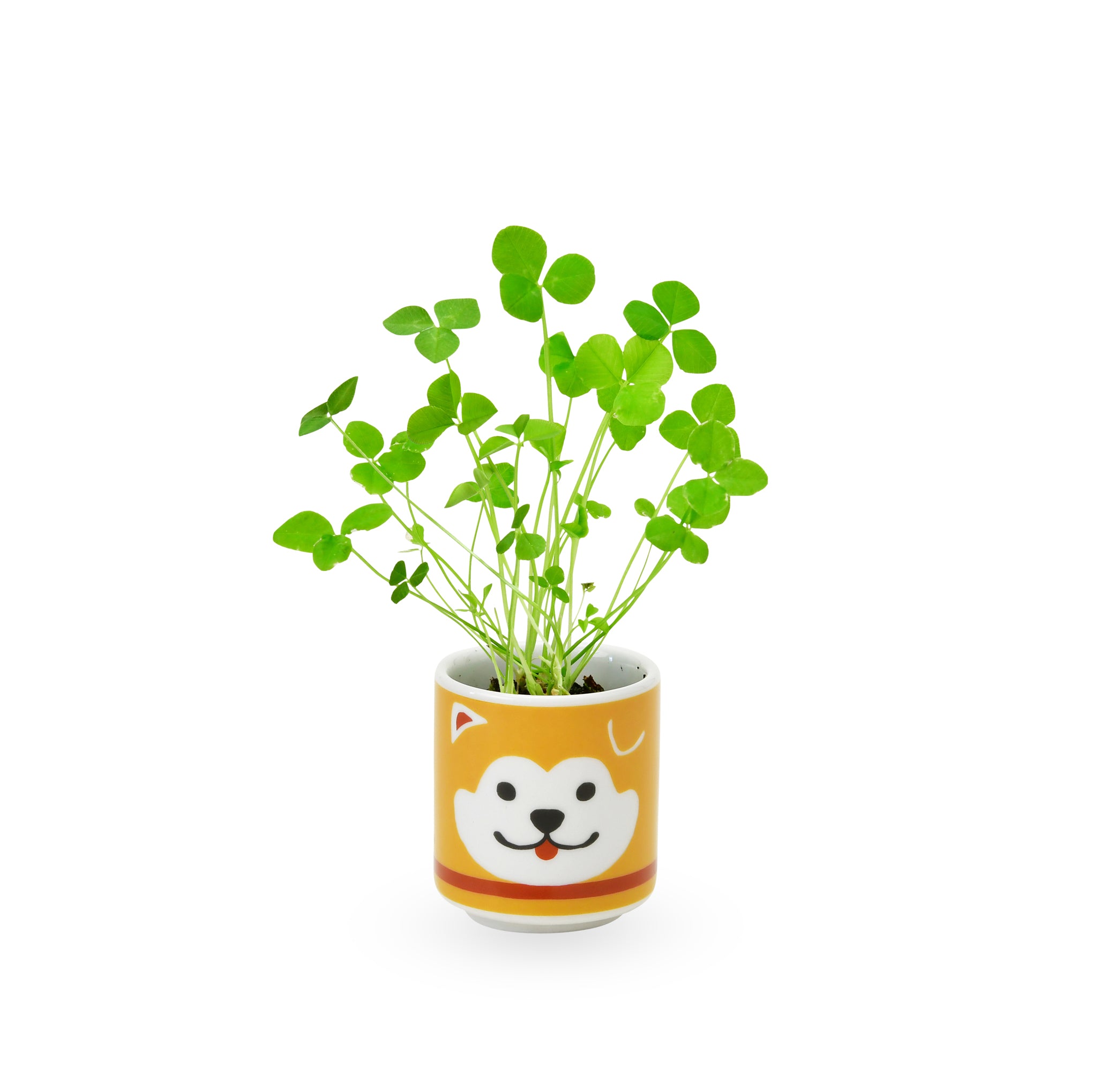 Lucky Dog Mini Ceramic Planter Kit with Clover Seeds