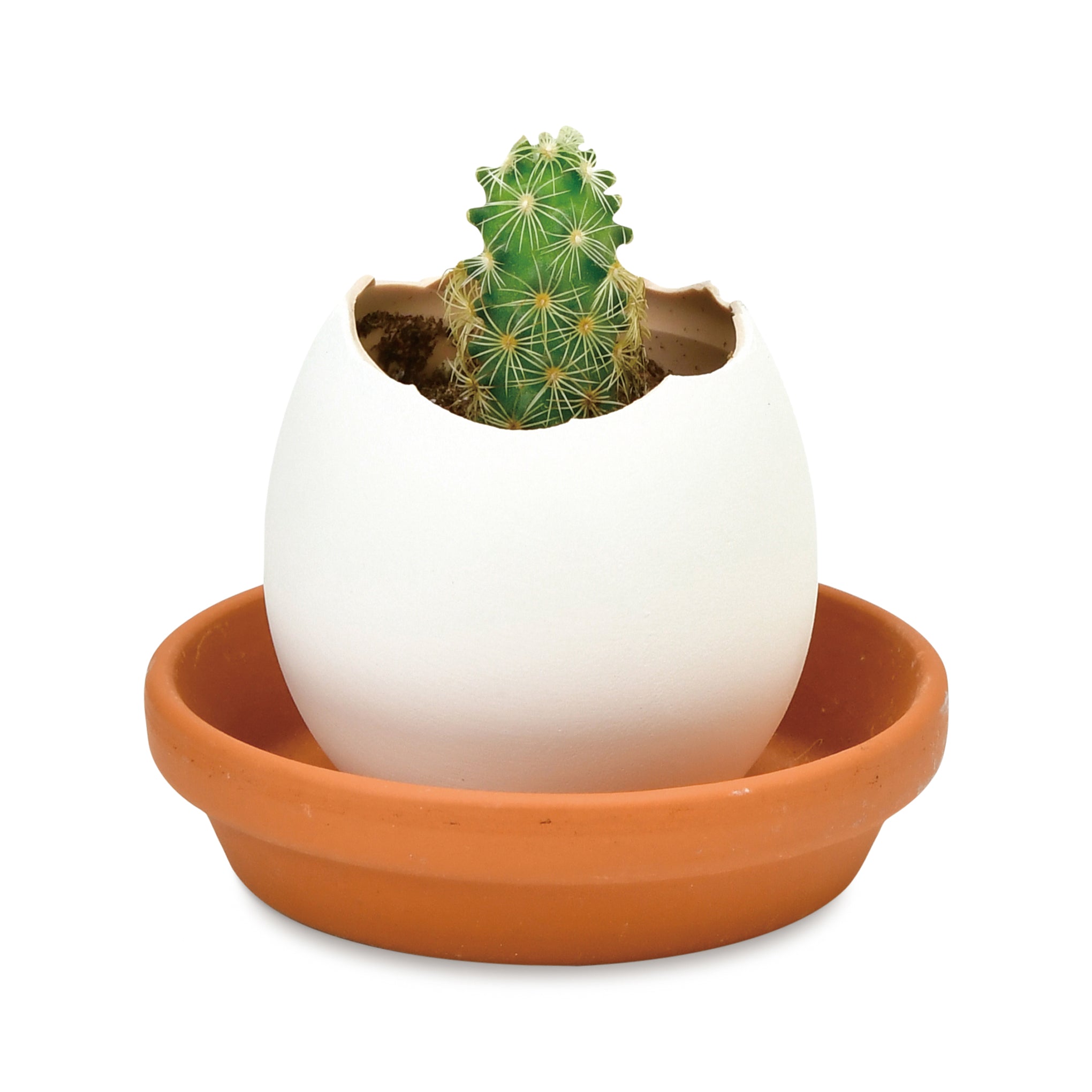Eggling Crack & Grow Cactus Planter Kit - Handmade Ceramic