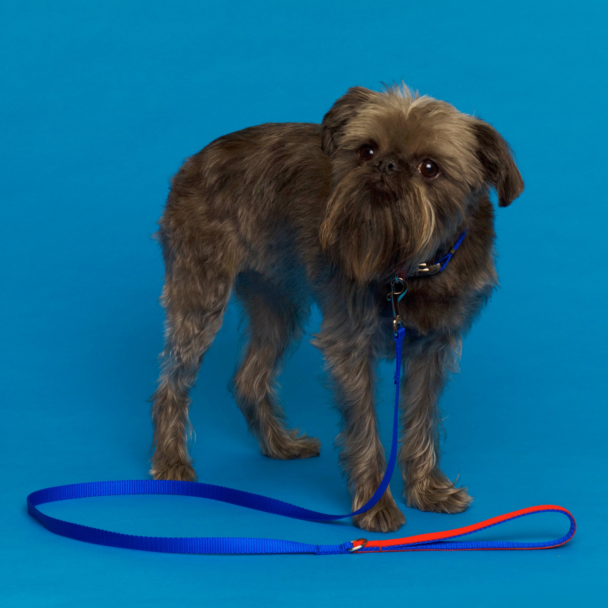 Ware of the Dog Two-Tone Nylon Dog Collar - Blue & Orange