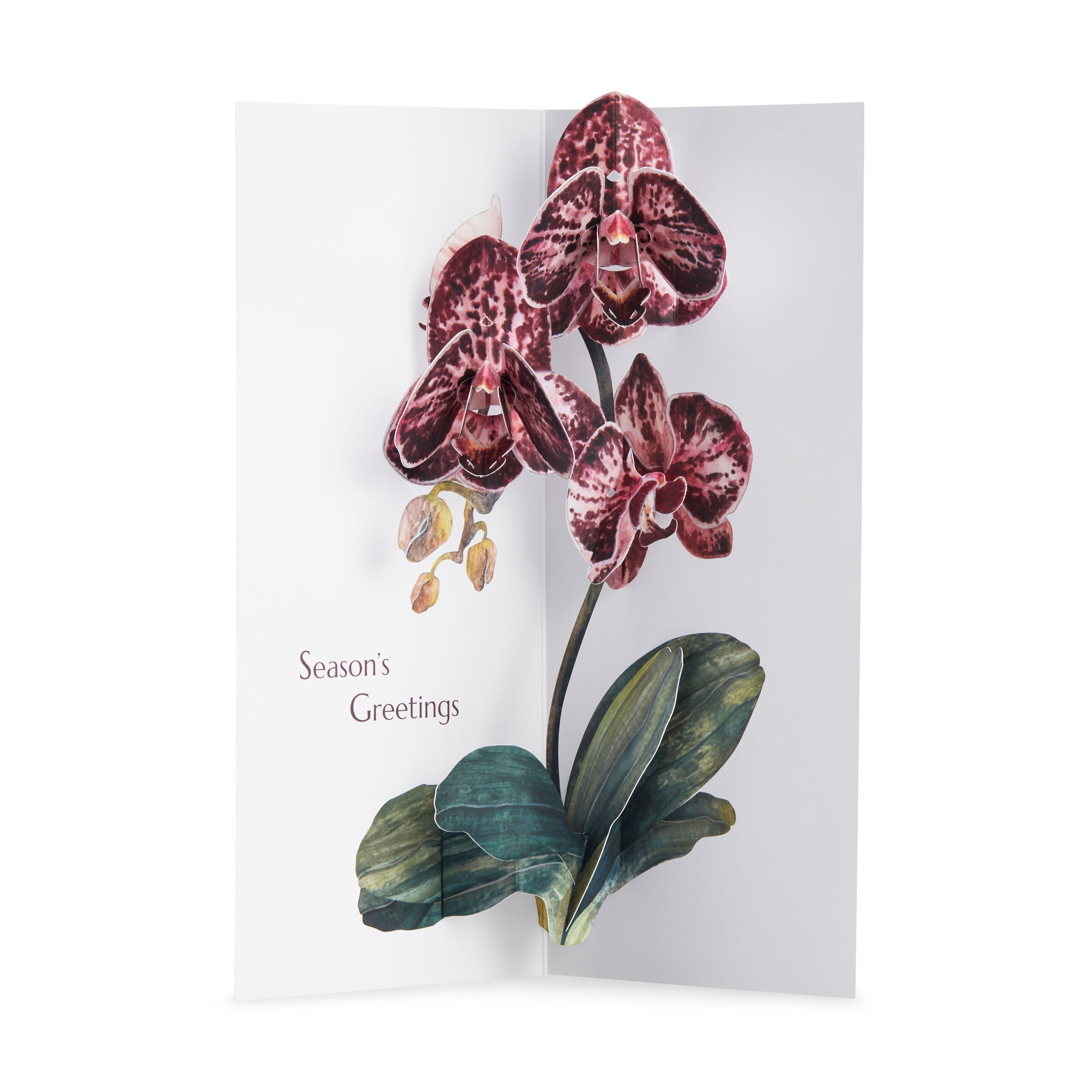 MoMA Holiday Pop-Up Greeting Cards - Set of 8 with Orchid Design